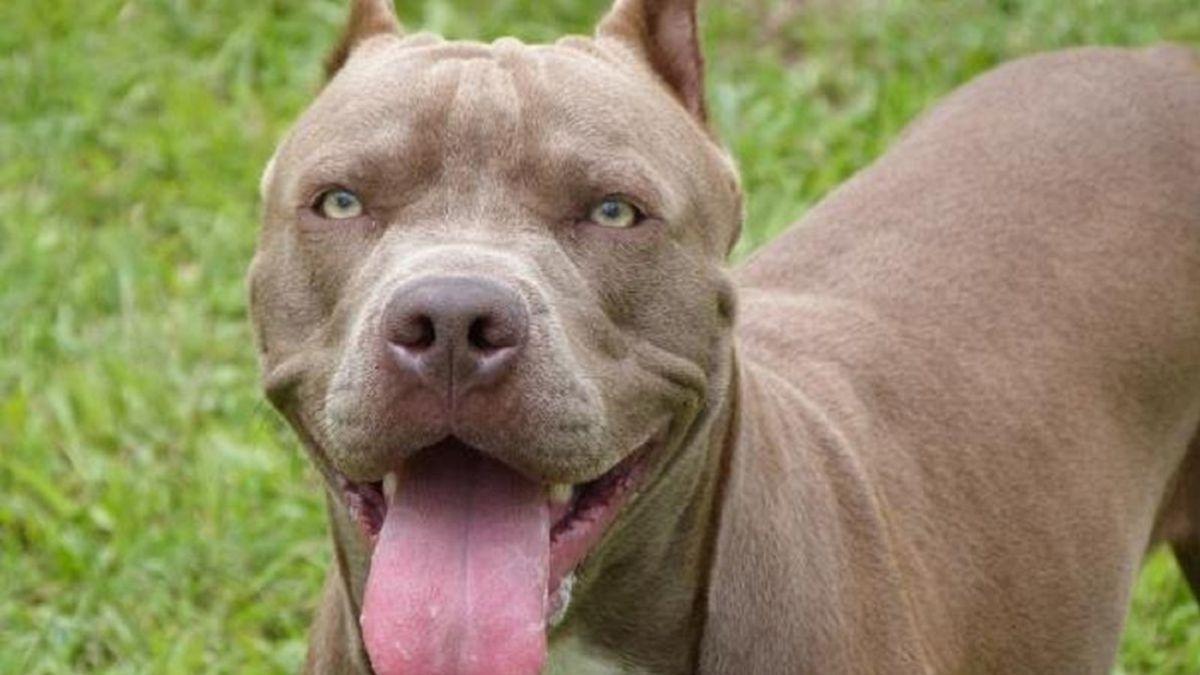 Mujer fue atacada por cuatro perros pitbull en Coronel Oviedo