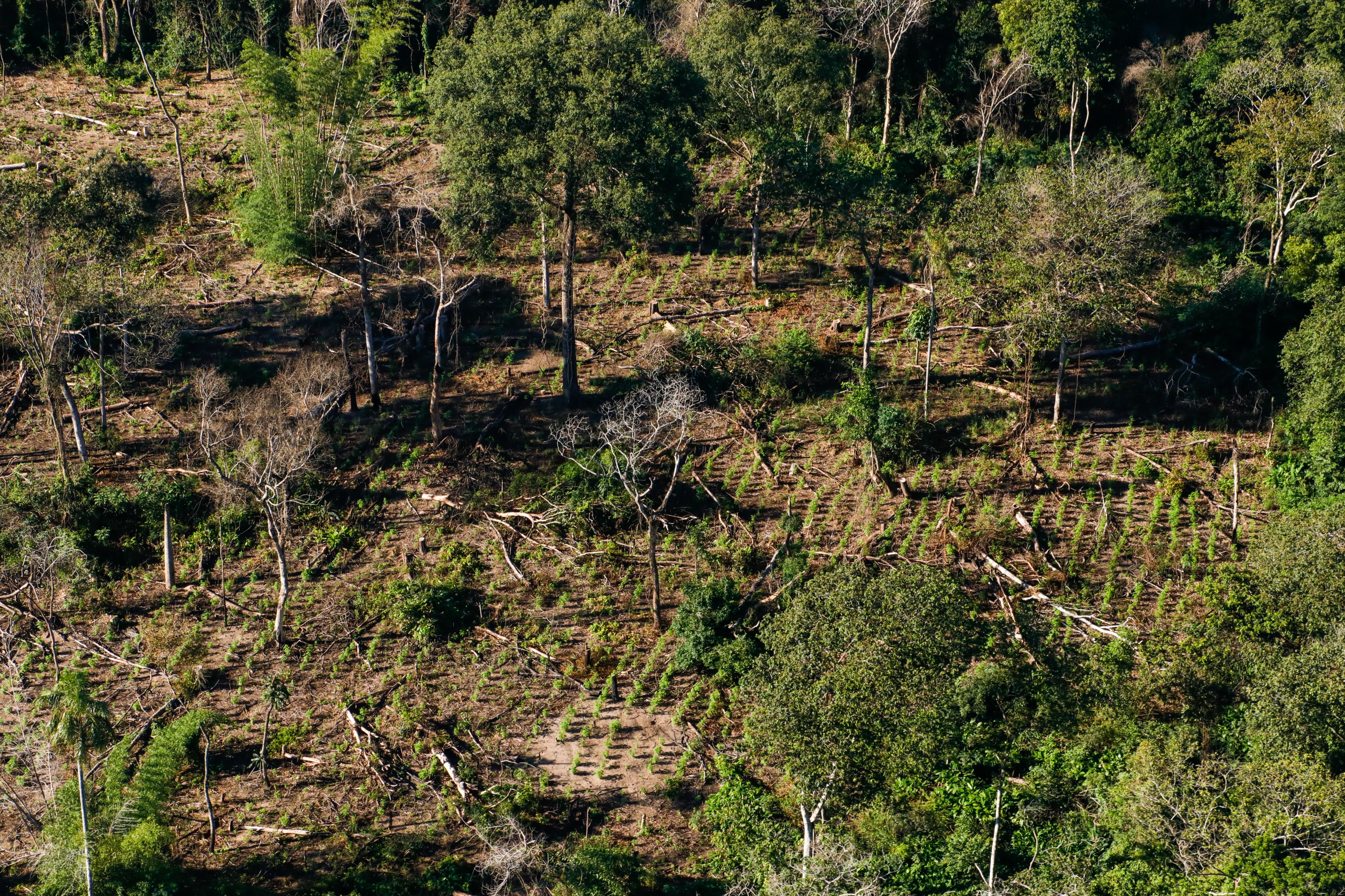 SENAD y CODI desarticulan centros de acopio de marihuana en el Bosque Mbaracayú