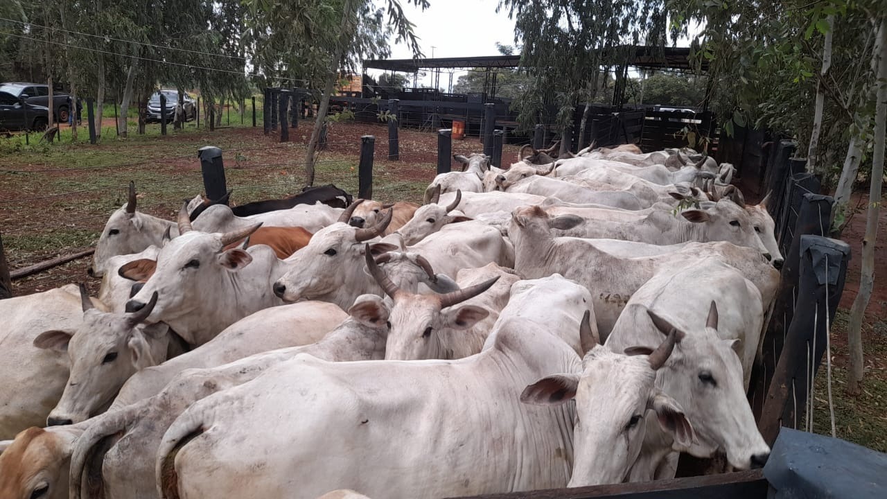 Abigeato en Capitán Bado: aprehenden a un hombre y recuperan 43 animales vacunos