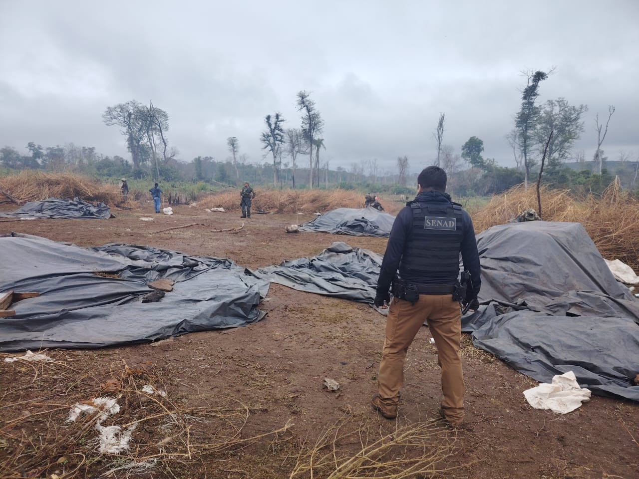 Eliminan bloques de producción de marihuana en la Biosfera del Río Apa
