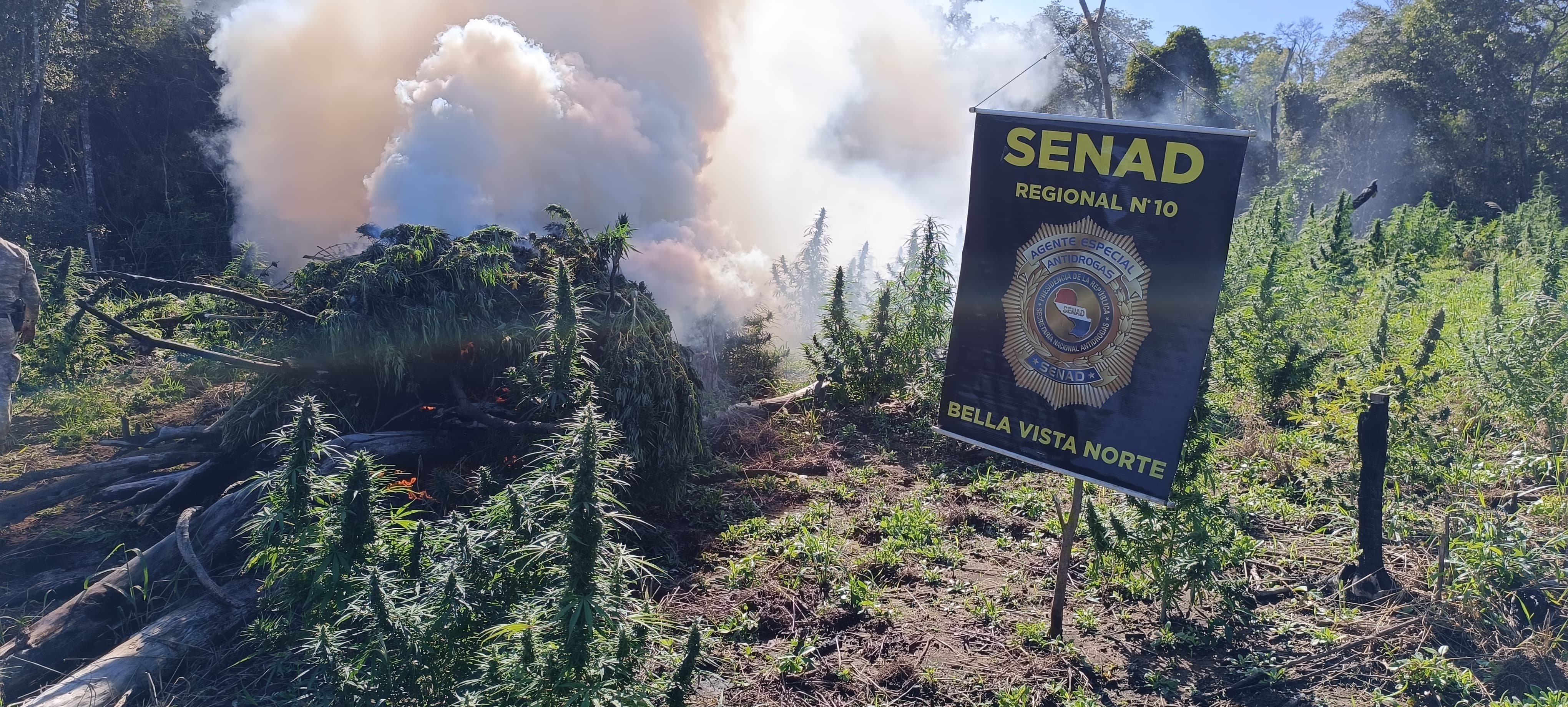 Eliminan más de 7.000 kilos de marihuana en zona rural de Amambay