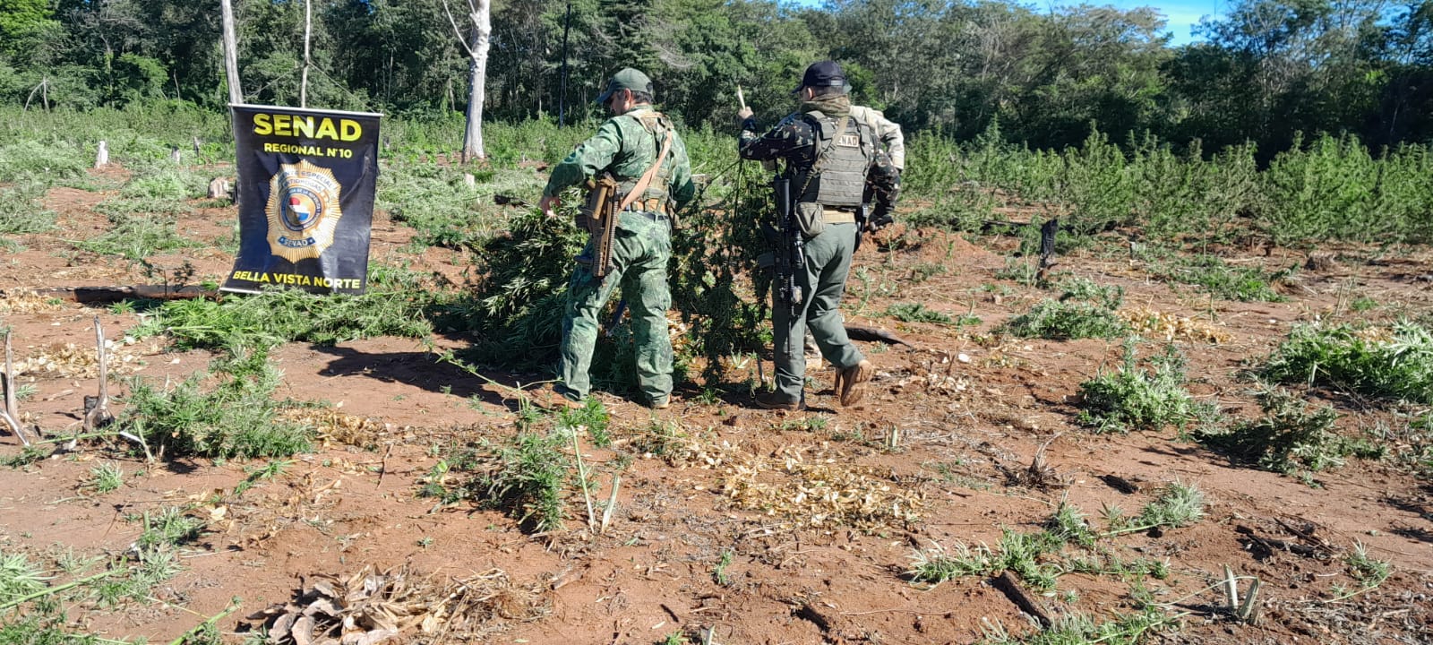 Erradican 15 toneladas de marihuana en Puentesiño