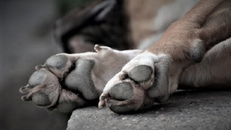 «Futuros veterinarios» habrían usado a perro agonizante para su «bautismo»
