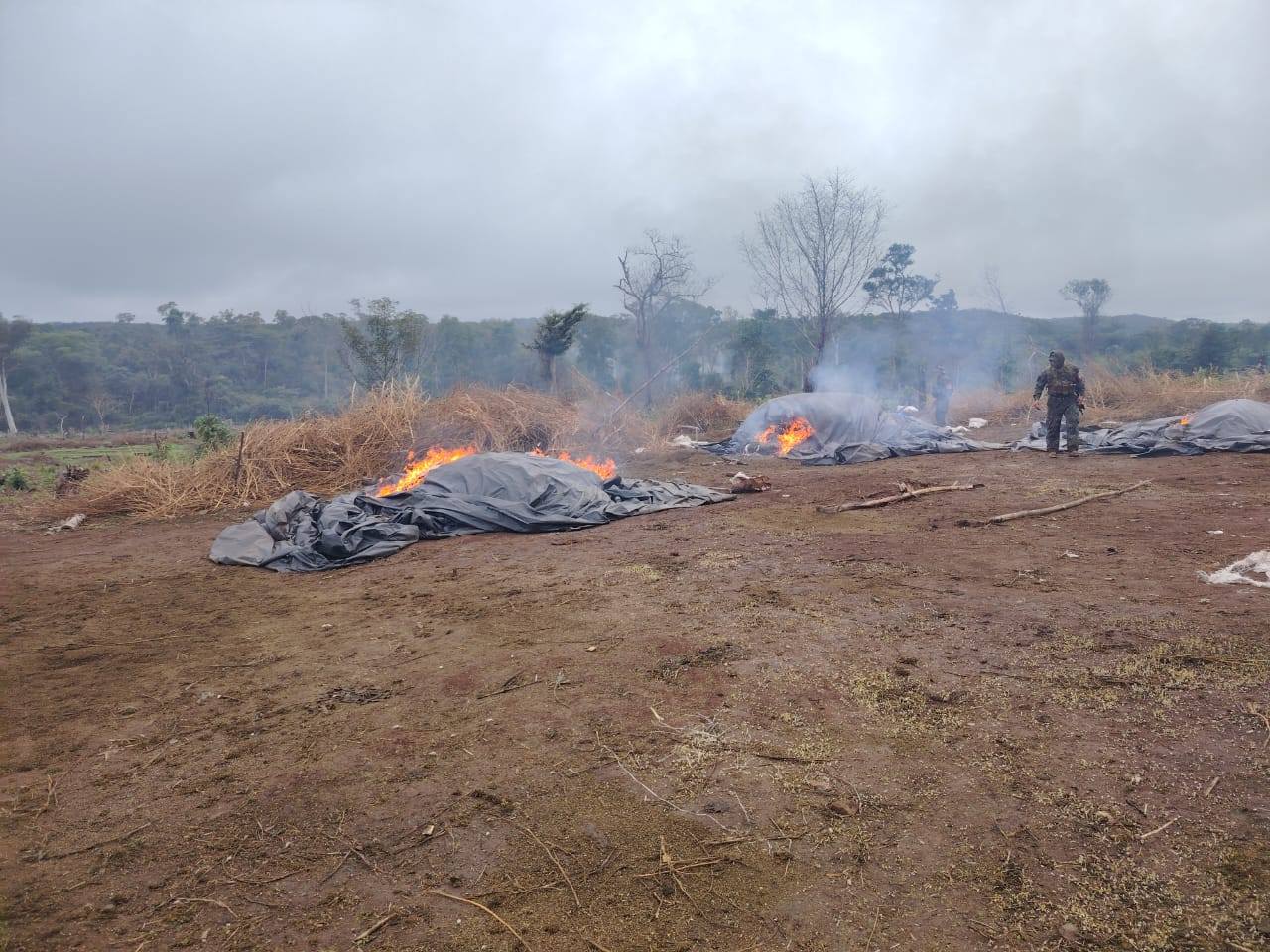 Golpe a narcos: destruyen 27 campamentos en zona protegida de Concepción
