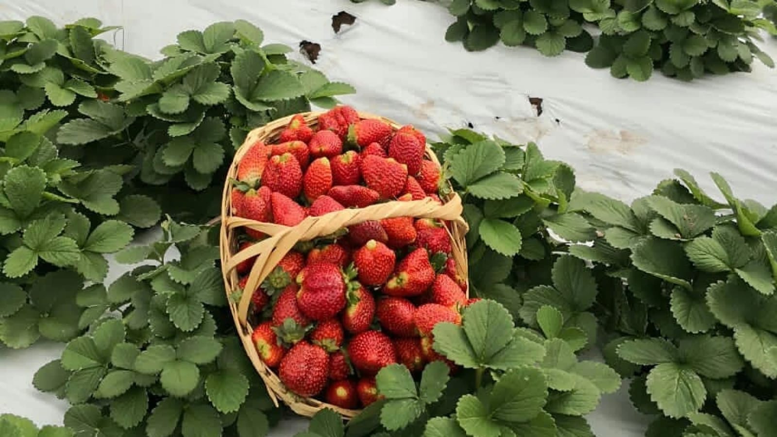 Inicio de temporada de frutillas en la ciudad de Areguá