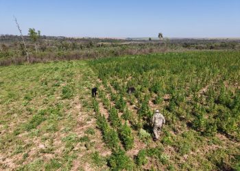 Anulan 30 toneladas de marihuana en Canindeyú