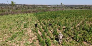 Anulan 30 toneladas de marihuana en Canindeyú