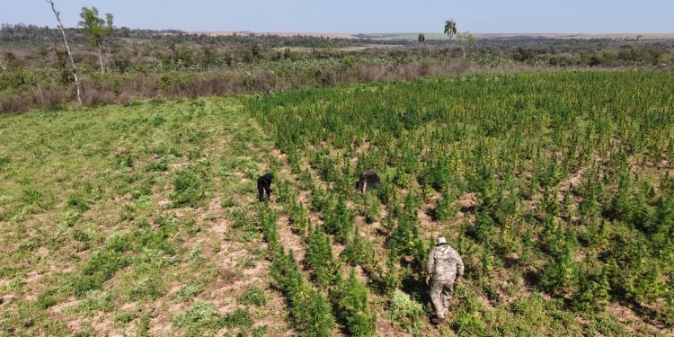 Anulan 30 toneladas de marihuana en Canindeyú
