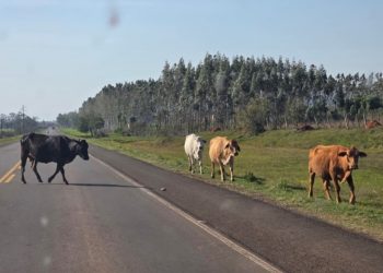 MOPC advierte sobre presencia de animales en las rutas durante el Rally