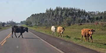 MOPC advierte sobre presencia de animales en las rutas durante el Rally
