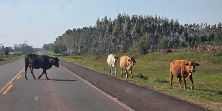 MOPC advierte sobre presencia de animales en las rutas durante el Rally