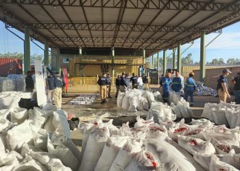 Imputan a exportador tras hallazgo de cocaína oculta en bolsas de poroto y maíz