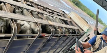 Paraguay busca certificar estatus de «país libre de aftosa»