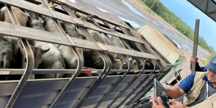 Paraguay busca certificar estatus de «país libre de aftosa»