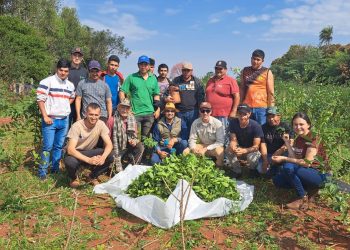 Yerba mate producida en Itapúa a Europa: lograron exportar 20 mil kilos en lo que del año