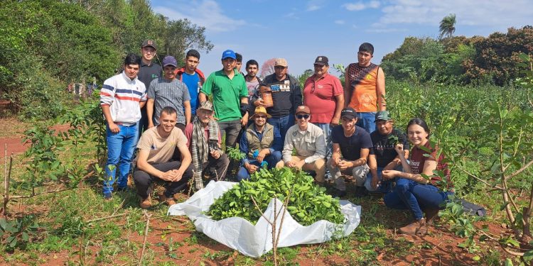 Yerba mate producida en Itapúa a Europa: lograron exportar 20 mil kilos en lo que del año