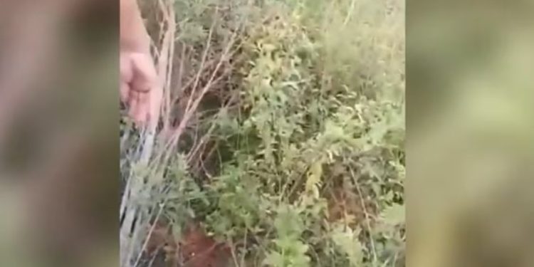 Crimen de adolescente en Limpio: detienen al principal sospechoso