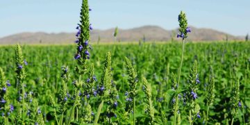 Comunidad indígena de San Pedro logra histórica cosecha de chía