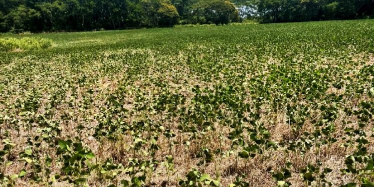 Pronóstico climático señala precipitaciones por debajo de lo normal en septiembre y octubre