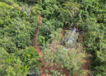 Destruyen plantación y centro de acopio de marihuana en San Pedro