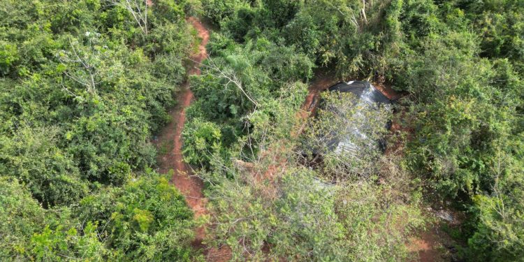 Destruyen plantación y centro de acopio de marihuana en San Pedro
