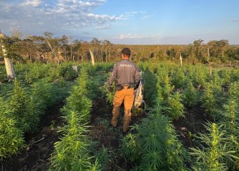 Eliminan 41,4 toneladas de marihuana en el Parque Nacional Paso Bravo
