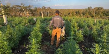 Eliminan 41,4 toneladas de marihuana en el Parque Nacional Paso Bravo