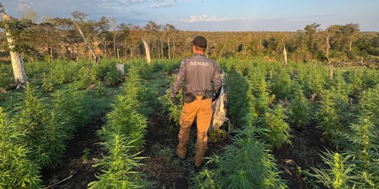 Eliminan 41,4 toneladas de marihuana en el Parque Nacional Paso Bravo