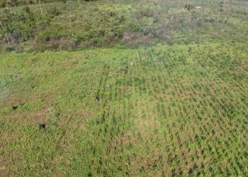 Allanan inmueble rural y eliminan más de 26 toneladas de marihuana