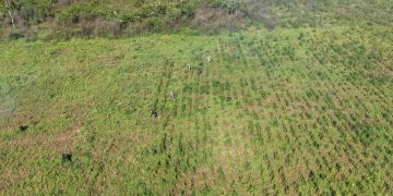 Allanan inmueble rural y eliminan más de 26 toneladas de marihuana