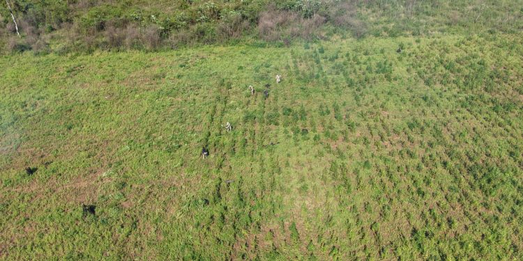 Allanan inmueble rural y eliminan más de 26 toneladas de marihuana