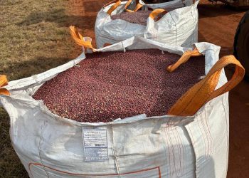 Denuncian que equipo jurídico de político de Katueté quiso apropiarse de estancia irregularmente