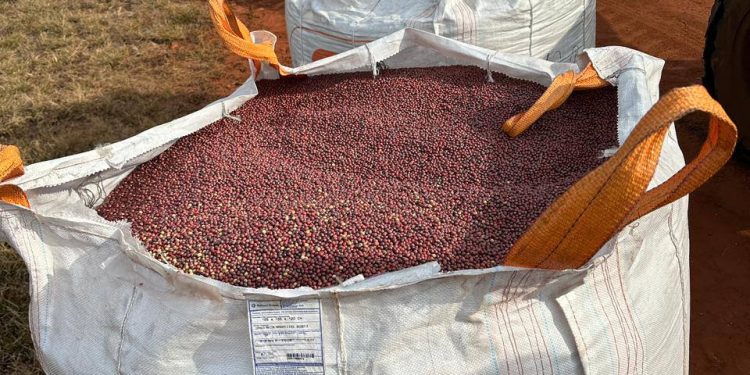 Denuncian que equipo jurídico de político de Katueté quiso apropiarse de estancia irregularmente