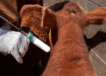 Posibilidad de levantamiento de vacunación contra la aftosa