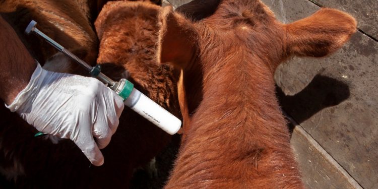 Posibilidad de levantamiento de vacunación contra la aftosa