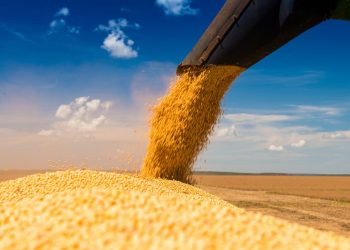 Se esperan buenos rendimientos en la producción a pesar del fenómeno «La Niña»