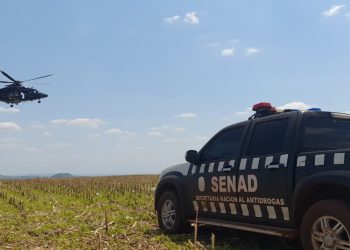 Sacan de circulación 589 toneladas de marihuana en operación Nueva Alianza 52