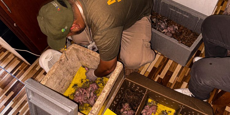 Operativo logra rescate de 23 pichones de psitácidos del tráfico ilegal