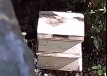 Abejas en zona residencial atacan y vecinos piden intervención de autoridades