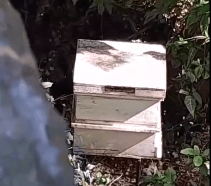 Abejas en zona residencial atacan y vecinos piden intervención de autoridades