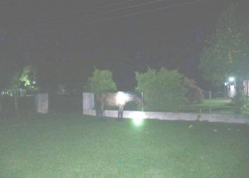 Policía pierde la vida al chocar con su moto contra un caballo