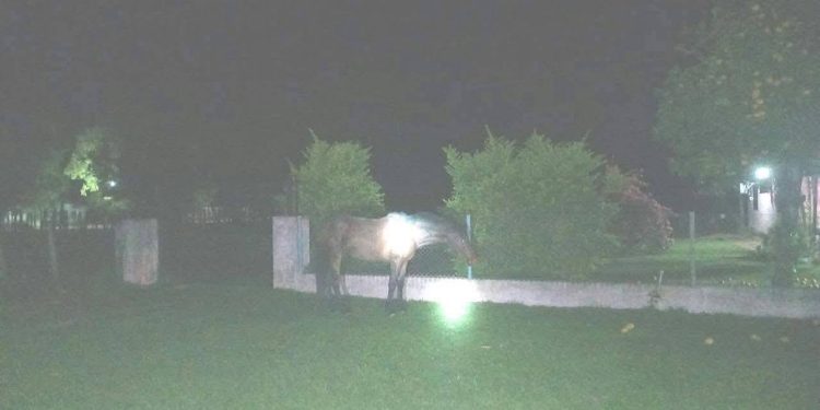 Policía pierde la vida al chocar con su moto contra un caballo