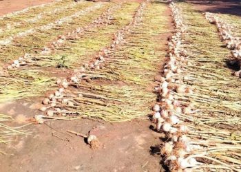 Avanza con éxito el cultivo de ajo en General Artigas