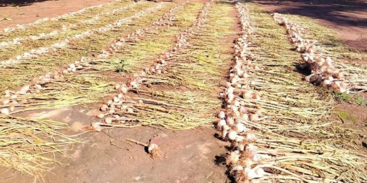 Avanza con éxito el cultivo de ajo en General Artigas