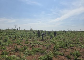 Destruyen marihuana por más 3,7 millones de dólares en San Pedro