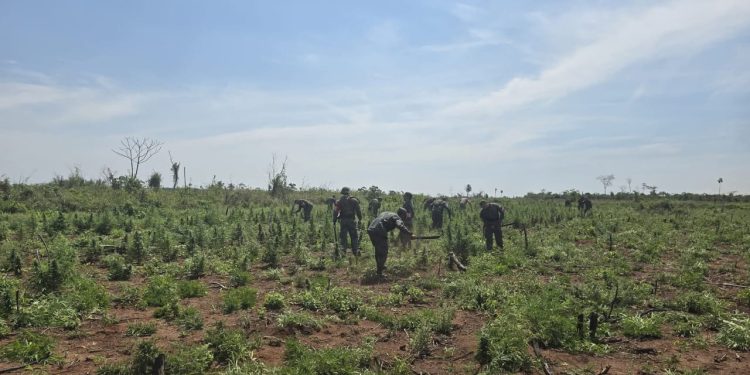 Destruyen marihuana por más 3,7 millones de dólares en San Pedro