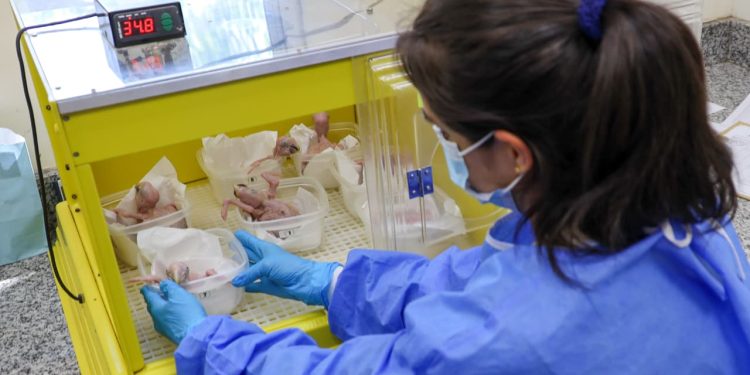Itaipú recibió pichones de aves silvestres rescatados del tráfico ilegal