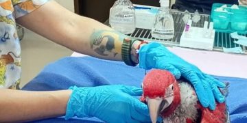 Rescatan guacamayos en peligro de extinción y detienen al hombre que los ofrecía