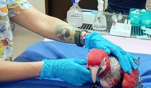 Rescatan guacamayos en peligro de extinción y detienen al hombre que los ofrecía