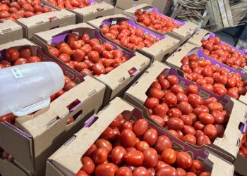 Incautan casi 12 mil kilos de tomates sin respaldo documental
